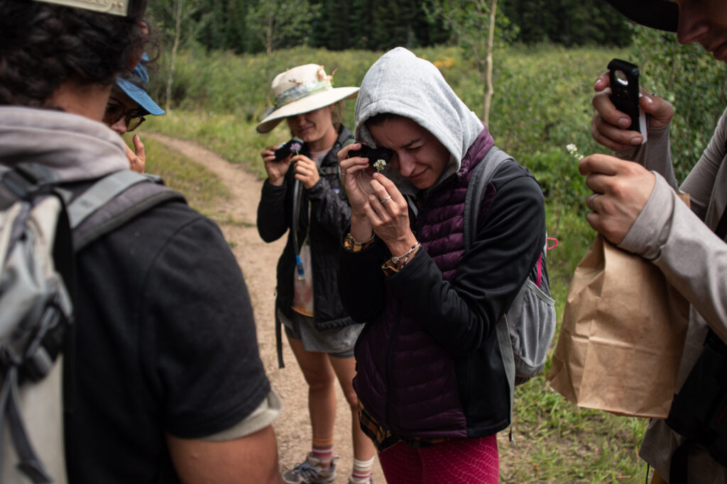 Looking at petals of a wild edible flower in the Colorado forest