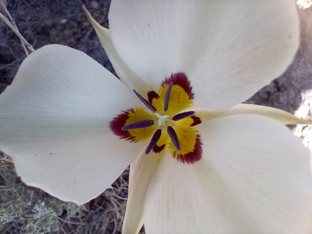 Mariposa lily