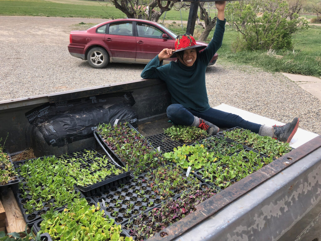 A truckful of seedlings moving out to be transplanted in the field!