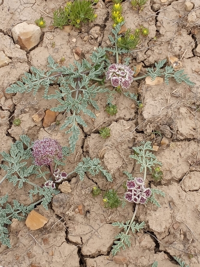 Wild cymopteris plants