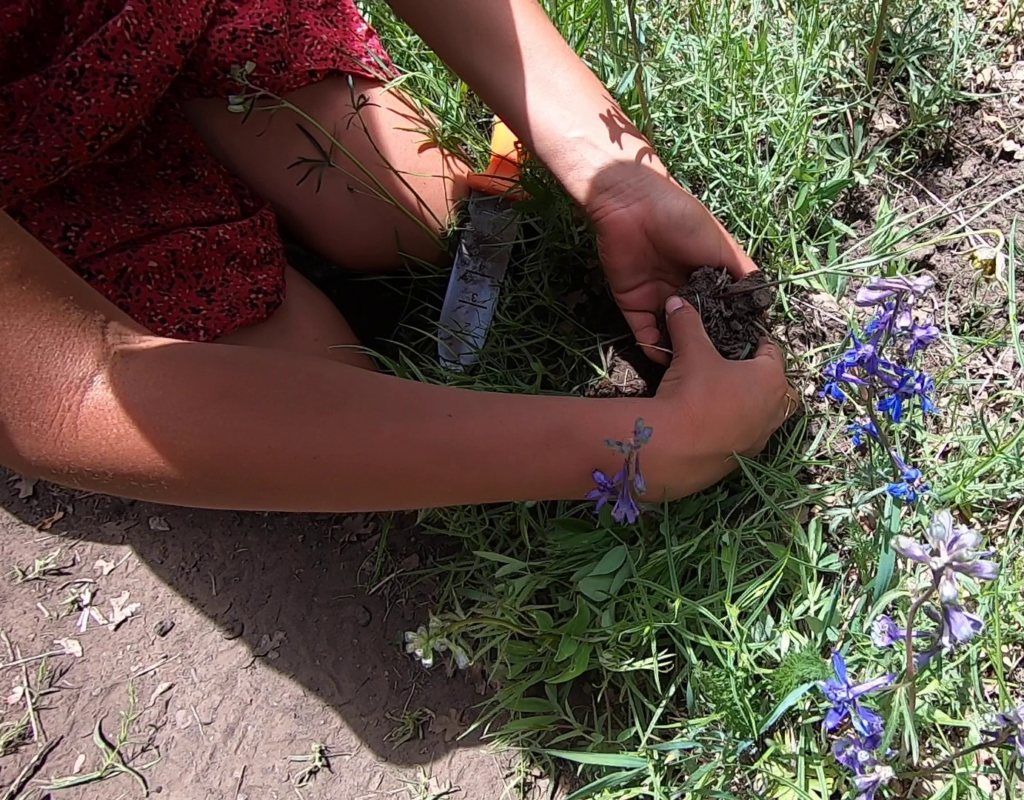 Digging edible wild plants in Colorado