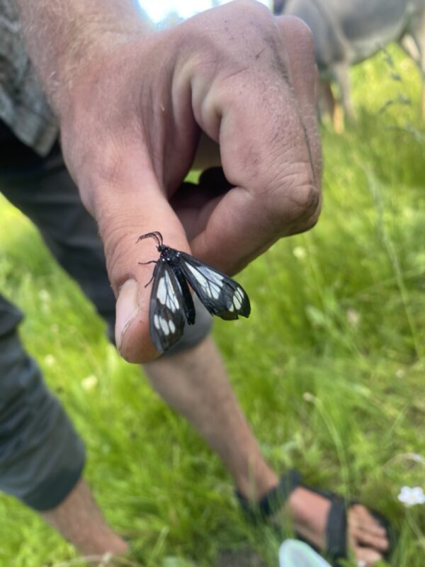holding a butterfly in the Colorado mountains