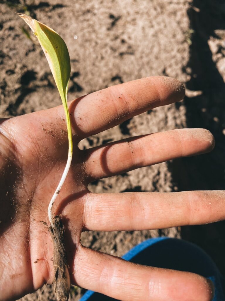 An edible plant and root that grows wild in Colorado