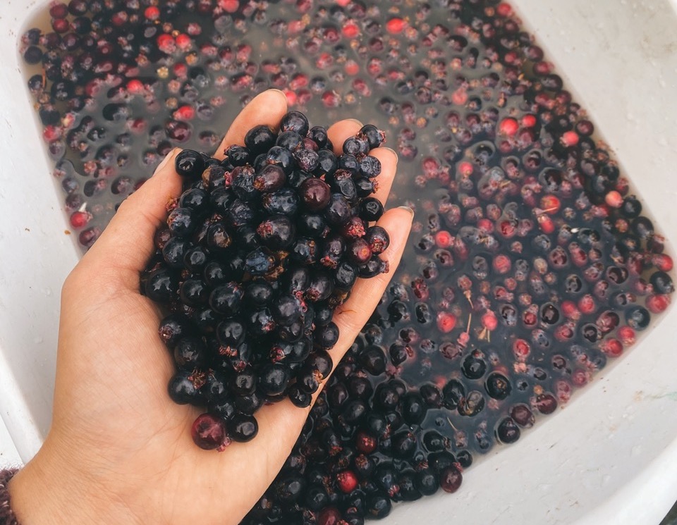 Edible wild berries in Colorado