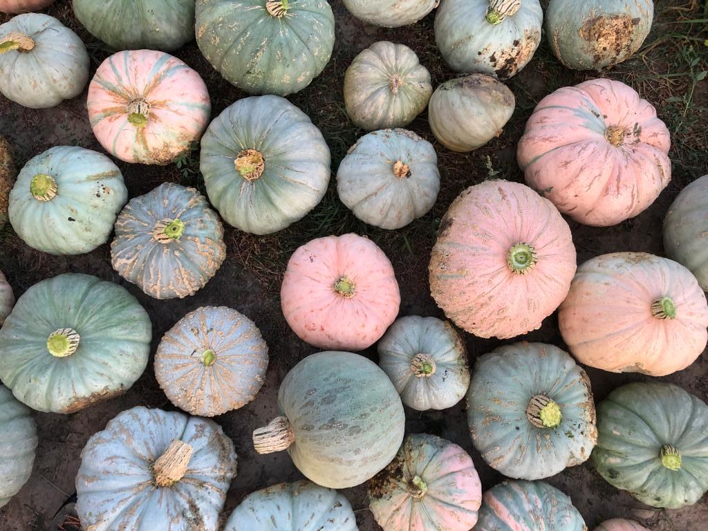 Locally-grown winter squash from Paonia, Colorado