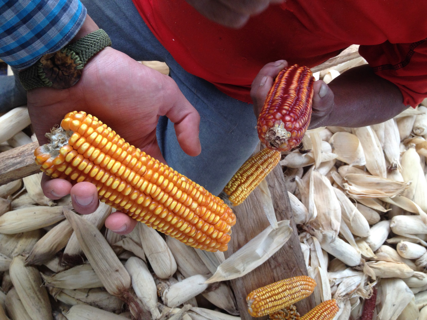 Seed exchange in the Peruvian Amazon