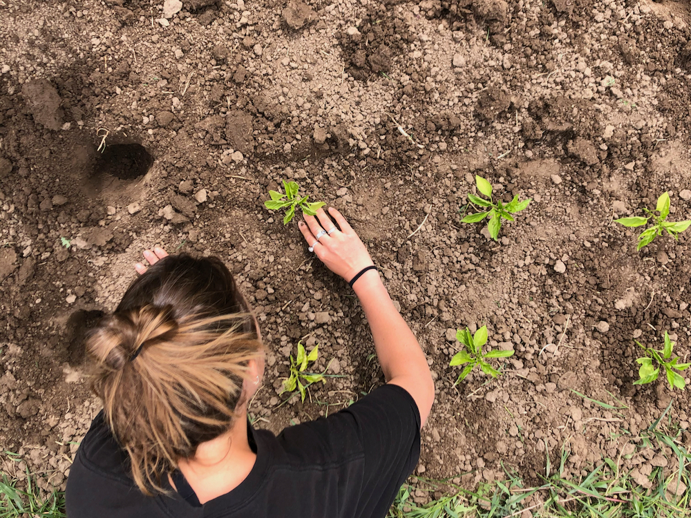 food systems fellow planting peppers