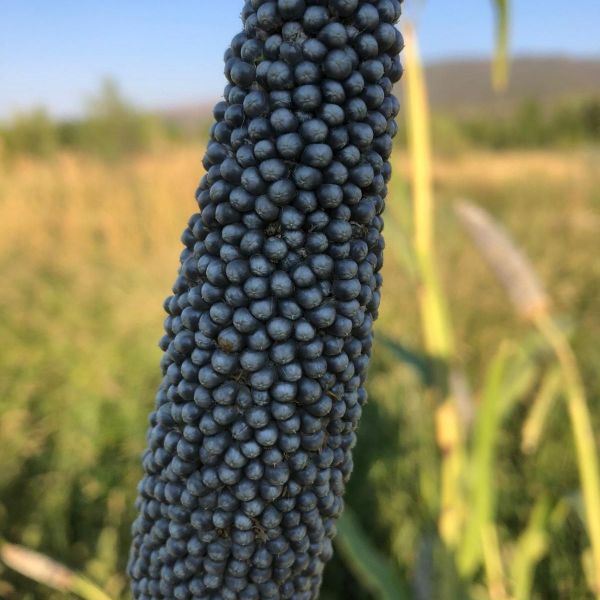 indian blue pearl millet