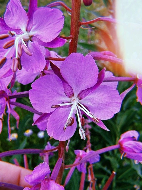 flowers on grand mesa, colorado