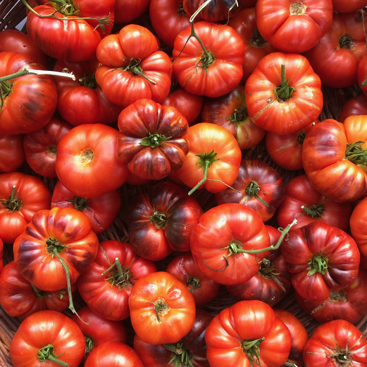 Sunfired Flare Tomato, bred in Colorado