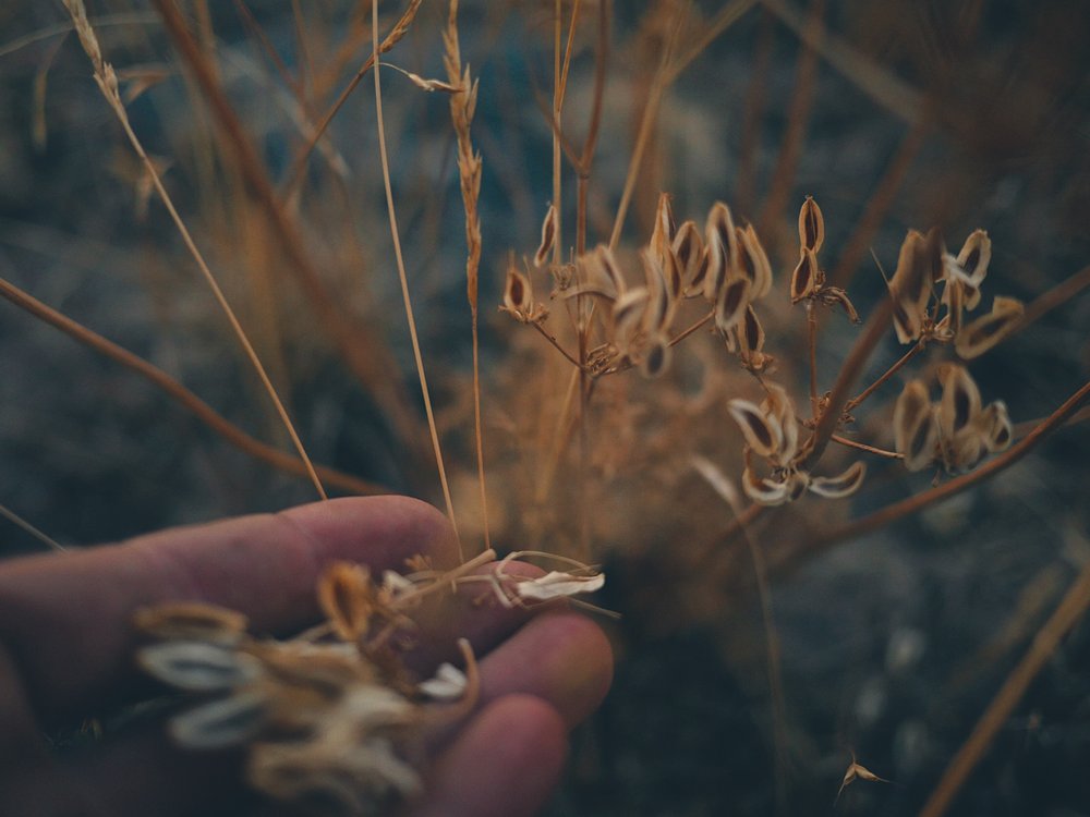 wild tended plants in colorado