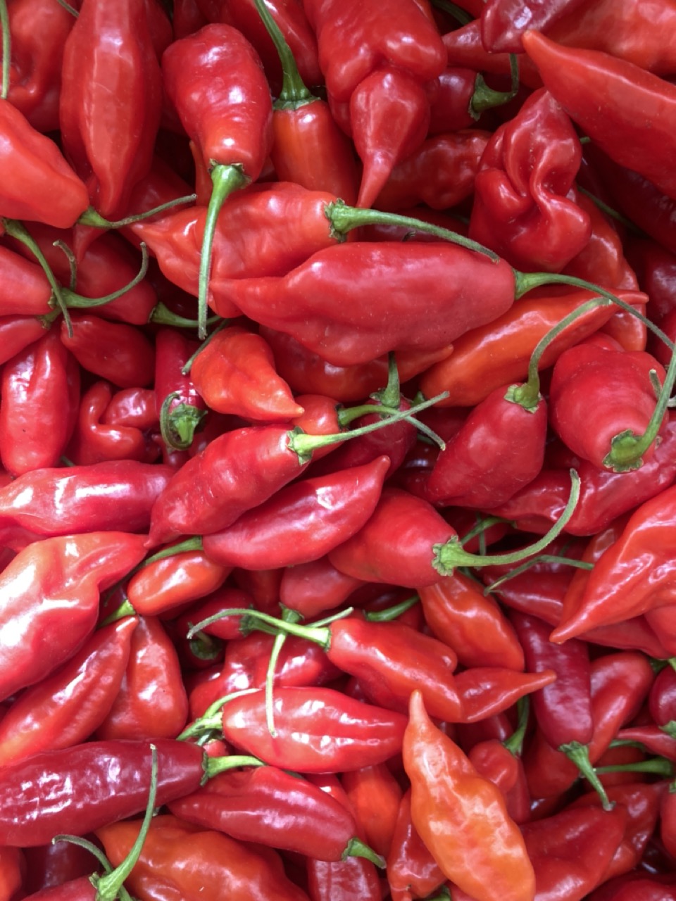 Featured Image hot paper lantern pepper