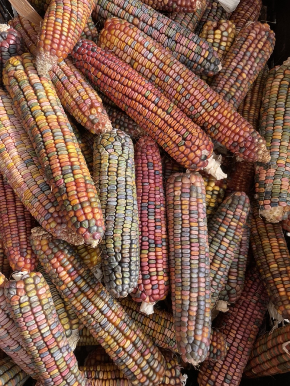 desert dent multicolor corn at Groundwork farm