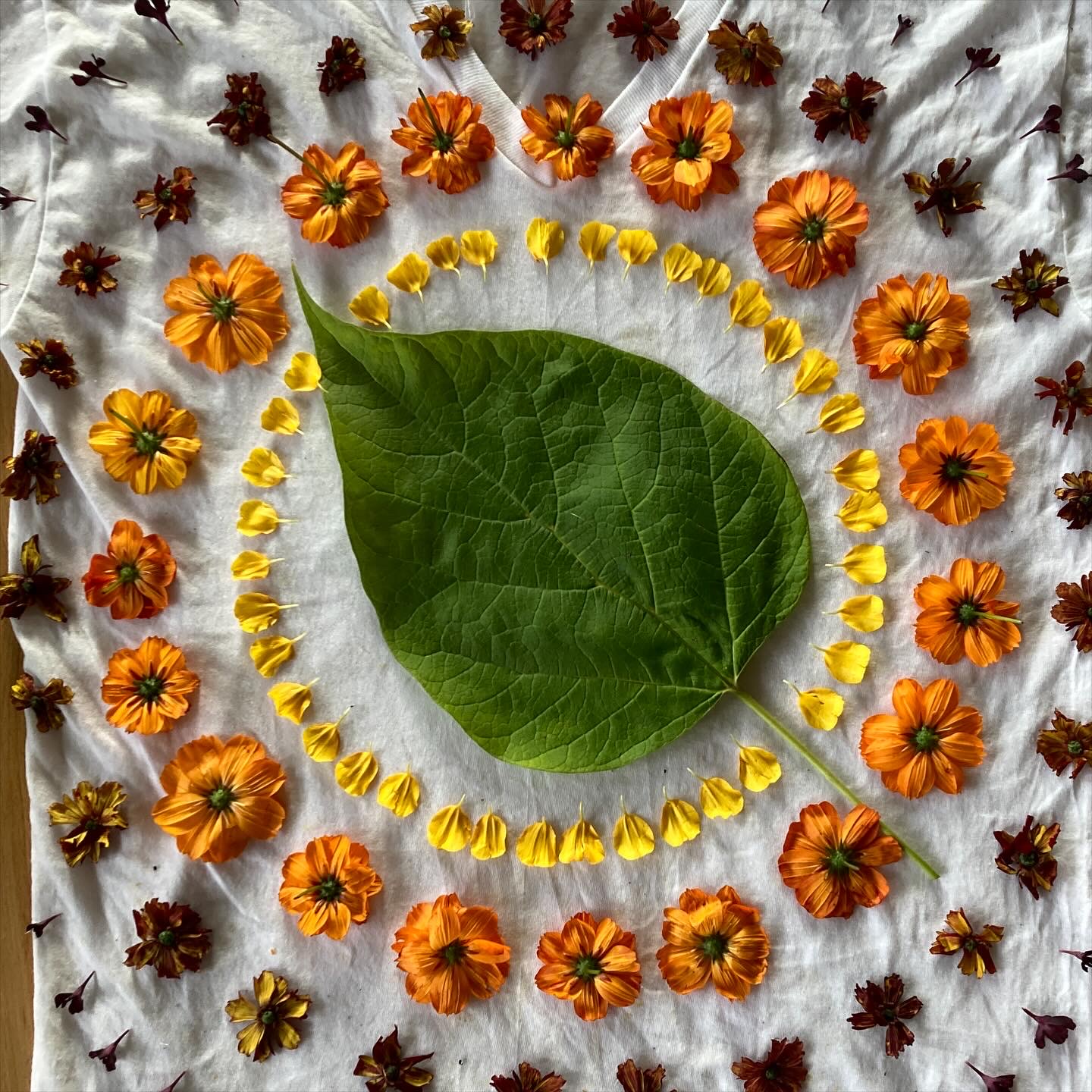 flowers arranged for natural dying and botanical printing