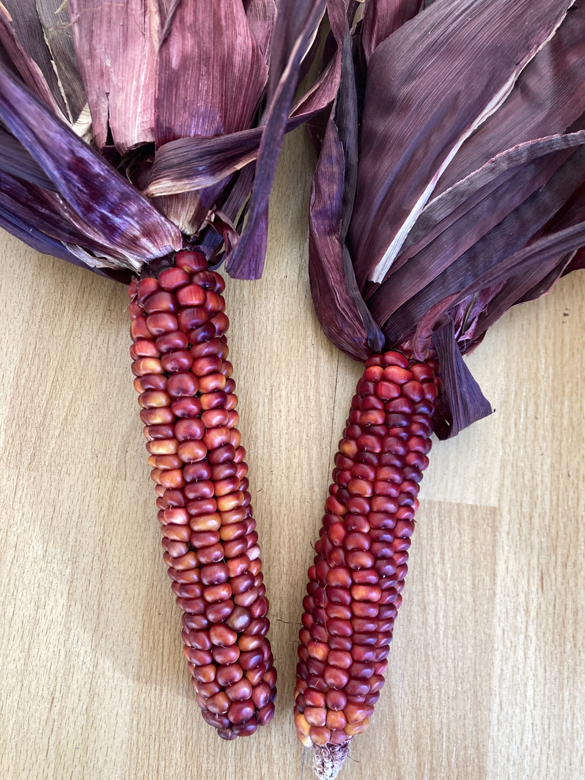 Pained mountain corn breeding